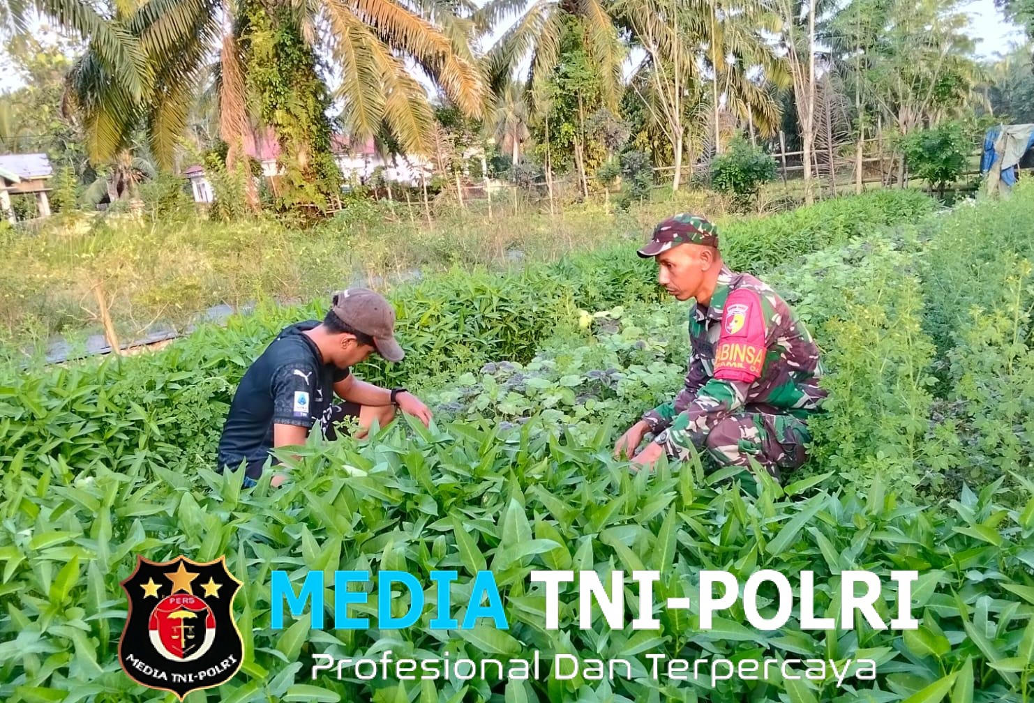 Babinsa Koramil 04/Sarolangun Dampingi Petani Sayur kangkung di Desa Binaan
