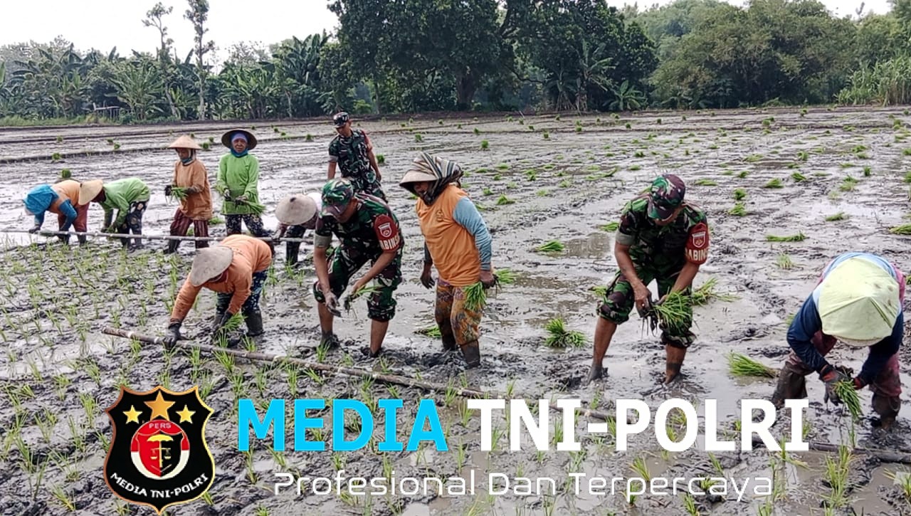 Dukung Swasembada Pangan, Babinsa Bantu Tanam Padi Petani