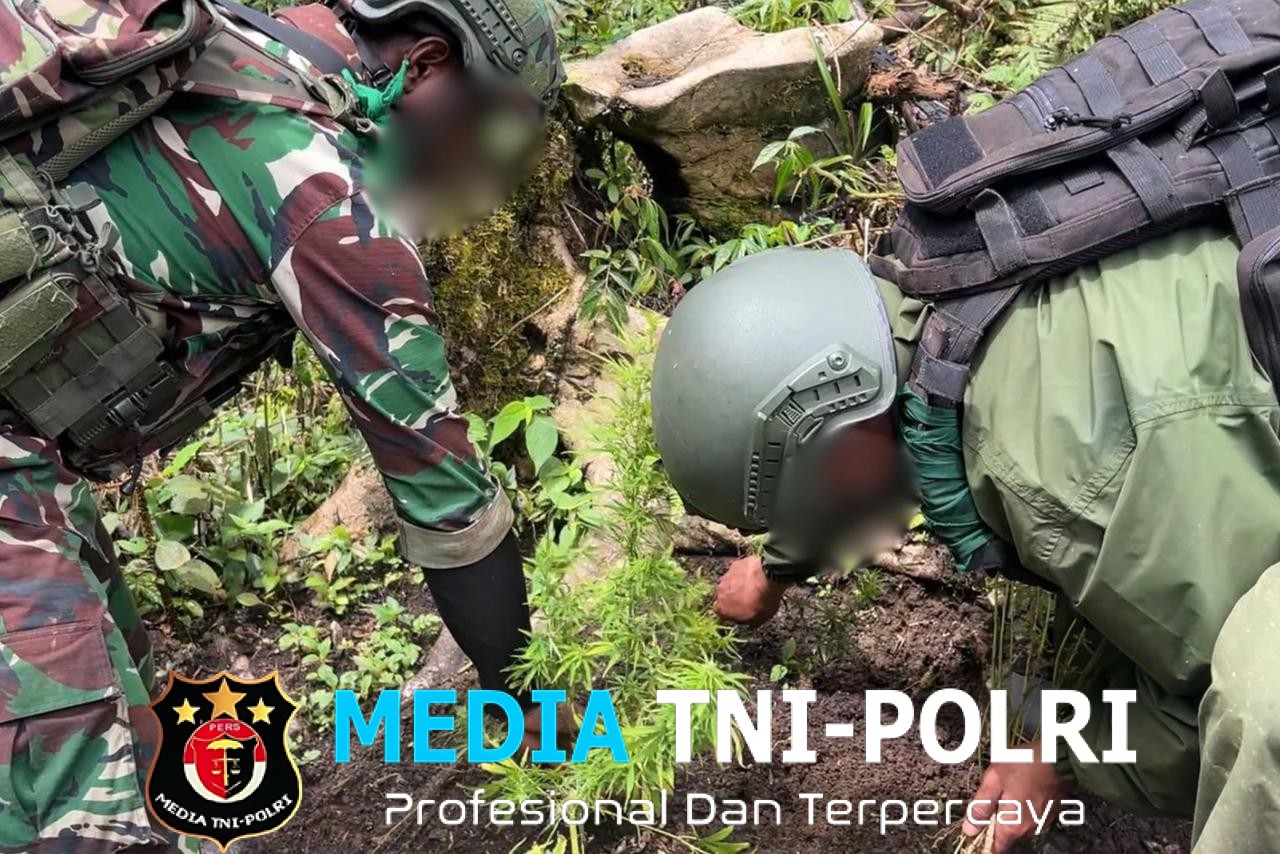 Satgas Gabungan TNI-Polri Temukan Ladang Ganja, Puluhan Pohon Siap Panen Diamankan