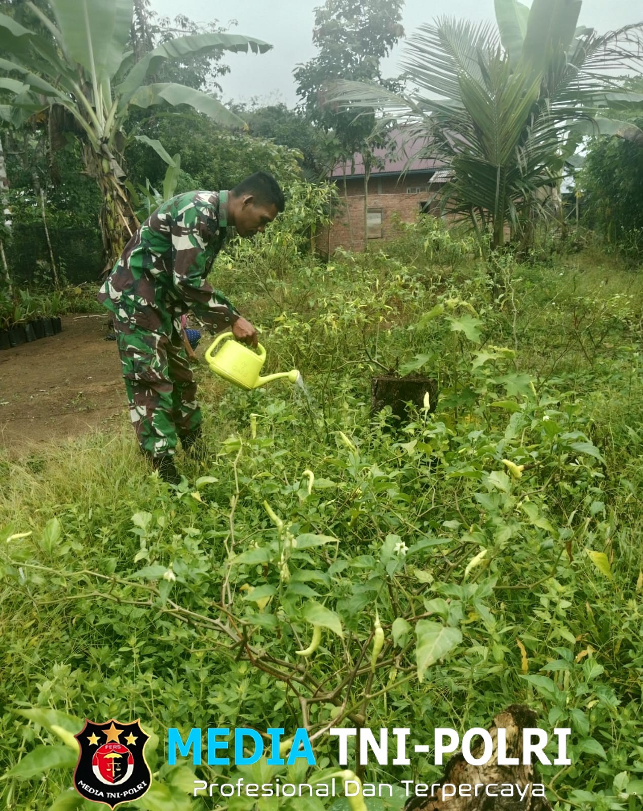 Babinsa Bantu Petani Bersihkan Dan Lakukan Perawatan Lahan Pertanian
