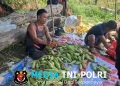 Panen Jagung Demplot di Jelimpo Capai 400 Kg, Dukung Program Ketahanan Pangan