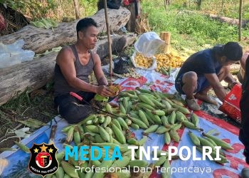 Panen Jagung Demplot di Jelimpo Capai 400 Kg, Dukung Program Ketahanan Pangan