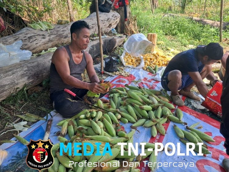 Panen Jagung Demplot di Jelimpo Capai 400 Kg, Dukung Program Ketahanan Pangan