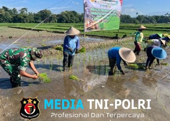 Ikuti Tanam Padi Serentak Se-Jatim, Babinsa Butun Bersama Forkopimda Perkuat Swasembada Pangan
