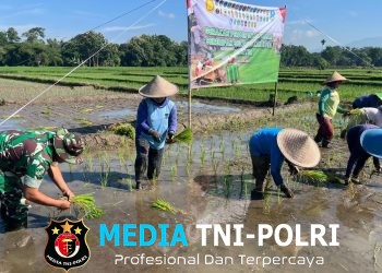 Ikuti Tanam Padi Serentak Se-Jatim, Babinsa Butun Bersama Forkopimda Perkuat Swasembada Pangan