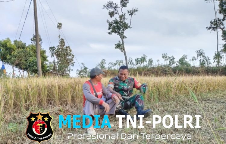 Babinsa Koramil Bulukerto Pererat Sinergi dengan Petani, Ketahanan Pangan Jadi Prioritas Bersama