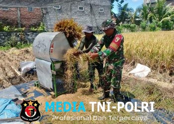 Wujud Nyata, Babinsa Sananwetan Bantu Panen Padi Dukung Ketahanan Pangan Nasional