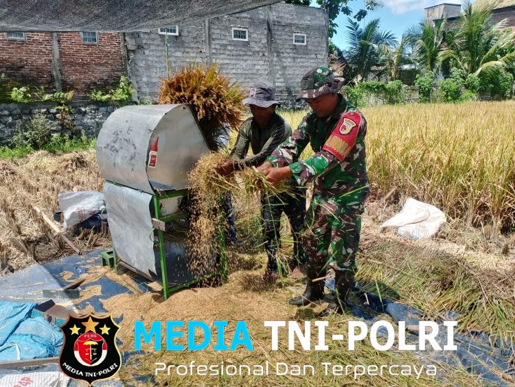 Wujud Nyata, Babinsa Sananwetan Bantu Panen Padi Dukung Ketahanan Pangan Nasional