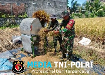 Wujud Nyata, Babinsa Sananwetan Bantu Panen Padi Dukung Ketahanan Pangan Nasional