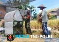 Wujud Nyata, Babinsa Sananwetan Bantu Panen Padi Dukung Ketahanan Pangan Nasional