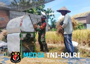 Wujud Nyata, Babinsa Sananwetan Bantu Panen Padi Dukung Ketahanan Pangan Nasional