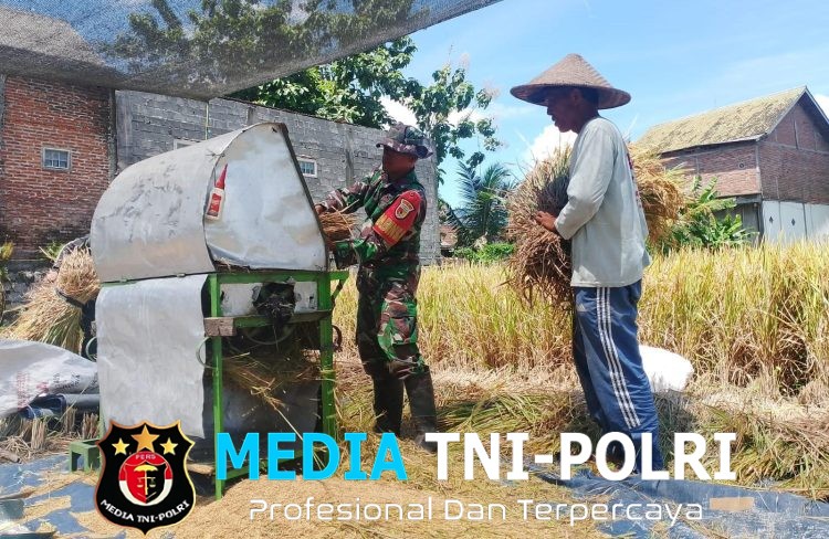 Wujud Nyata, Babinsa Sananwetan Bantu Panen Padi Dukung Ketahanan Pangan Nasional