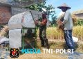 Wujud Nyata, Babinsa Sananwetan Bantu Panen Padi Dukung Ketahanan Pangan Nasional