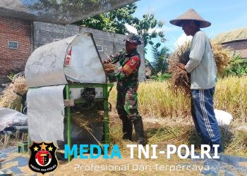 Wujud Nyata, Babinsa Sananwetan Bantu Panen Padi Dukung Ketahanan Pangan Nasional