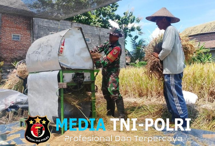 Wujud Nyata, Babinsa Sananwetan Bantu Panen Padi Dukung Ketahanan Pangan Nasional