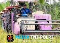 Dukung Ketahanan Pangan Nasional, Lanal Lampung Gelar Panen Raya Padi