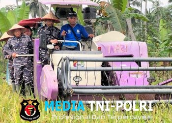 Dukung Ketahanan Pangan Nasional, Lanal Lampung Gelar Panen Raya Padi