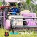 Dukung Ketahanan Pangan Nasional, Lanal Lampung Gelar Panen Raya Padi
