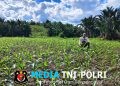 Pantau Jagung Mandiri di Meranti, Polisi Beri Dukungan Penuh untuk Ketahanan Pangan