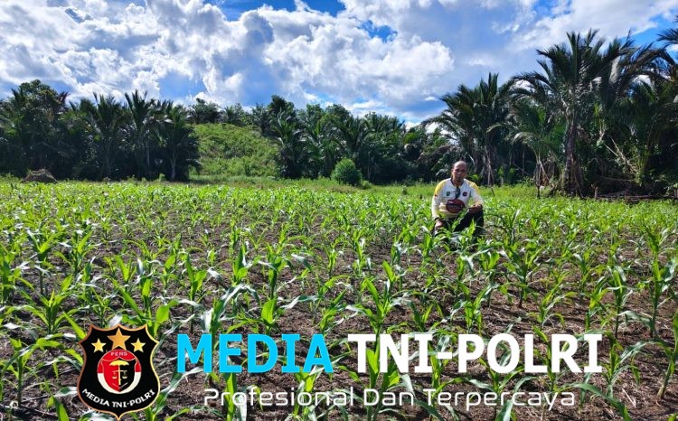 Pantau Jagung Mandiri di Meranti, Polisi Beri Dukungan Penuh untuk Ketahanan Pangan