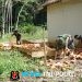 Kejar Target Sanitasi Sehat: Satgas TMMD Ke-128 Kodim 0402/OKI Kebut Pondasi MCK di Desa Pematang Sukatani