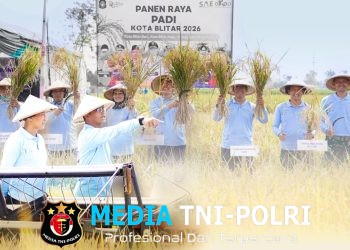 Sinergi Muspida Kota Blitar dalam Panen Raya, Wujudkan Kemandirian Pangan Daerah