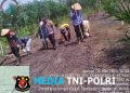 Semangat Ketahanan Pangan! Polsek Mandor Bersama KWT Dahlia Tanam Jagung di Lahan 2 Hektar