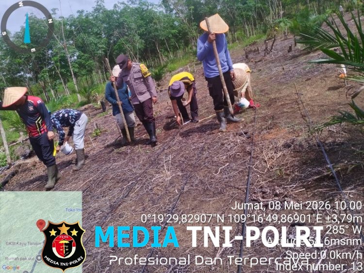 Semangat Ketahanan Pangan! Polsek Mandor Bersama KWT Dahlia Tanam Jagung di Lahan 2 Hektar