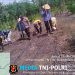 Semangat Ketahanan Pangan! Polsek Mandor Bersama KWT Dahlia Tanam Jagung di Lahan 2 Hektar