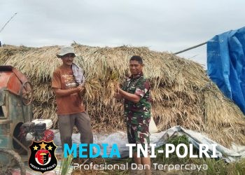 Babinsa Koramil Simpang Keuramat Bantu Petani Angkut Hasil Panen Padi