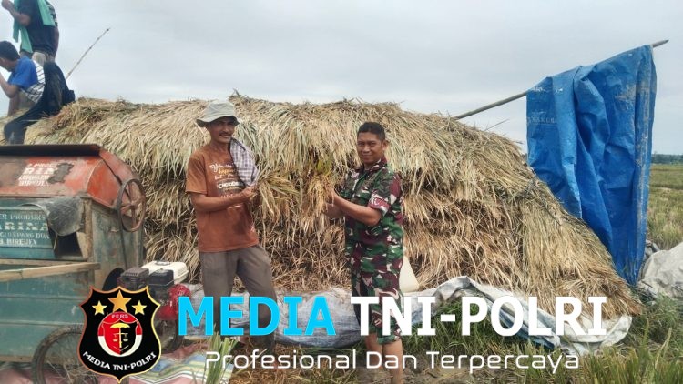 Babinsa Koramil Simpang Keuramat Bantu Petani Angkut Hasil Panen Padi