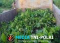 2.000 Bibit Kakao Tiba di Lokasi TMMD Ke-128 Kodim 1801/Manokwari