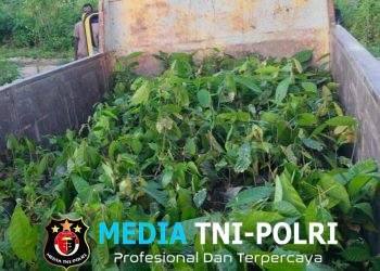 2.000 Bibit Kakao Tiba di Lokasi TMMD Ke-128 Kodim 1801/Manokwari