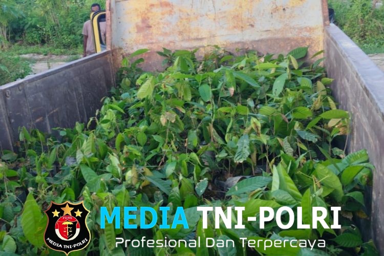 2.000 Bibit Kakao Tiba di Lokasi TMMD Ke-128 Kodim 1801/Manokwari