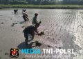 Wujud Ketahanan Pangan, Babinsa Rembang Dampingi Petani Tanam Padi Di Sananwetan