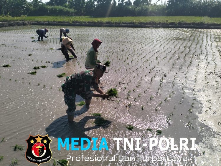 Wujud Ketahanan Pangan, Babinsa Rembang Dampingi Petani Tanam Padi Di Sananwetan