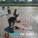 Wujud Ketahanan Pangan, Babinsa Rembang Dampingi Petani Tanam Padi Di Sananwetan