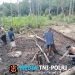 Kapolsek Sebangki Bersama Petani Tanam Jagung, Wujud Nyata Polisi Peduli Rakyat