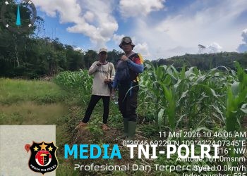 Polsek Meranti Turun Langsung ke Lahan Jagung, Pastikan Program Mandiri Tumbuh Subur dan Menjanjikan!