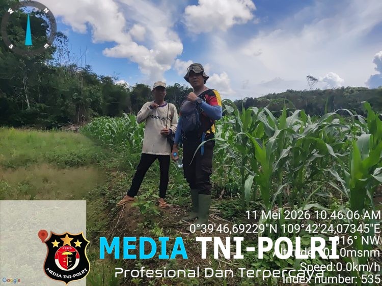 Polsek Meranti Turun Langsung ke Lahan Jagung, Pastikan Program Mandiri Tumbuh Subur dan Menjanjikan!