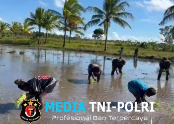 Dansatgas Yonif 123/Rajawali Dorong Ketahanan Pangan, Pos Kimaam Tanam Padi Bersama Warga Distrik Kimaam
