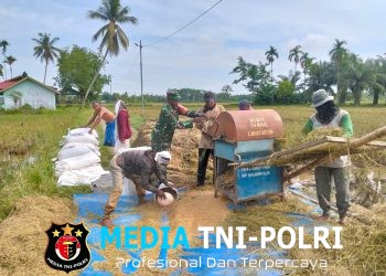 Wujudkan Ketahanan Pangan, Babinsa Turun Sawah Bantu Petani Panen Padi