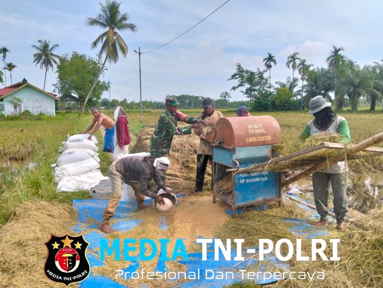 Wujudkan Ketahanan Pangan, Babinsa Turun Sawah Bantu Petani Panen Padi