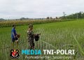 Babinsa Satrean Dampingi Perawatan Tanaman Padi, Wujudkan Ketahanan Pangan Masyarakat
