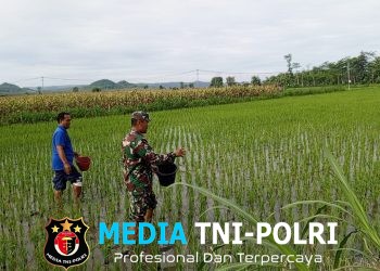 Babinsa Satrean Dampingi Perawatan Tanaman Padi, Wujudkan Ketahanan Pangan Masyarakat