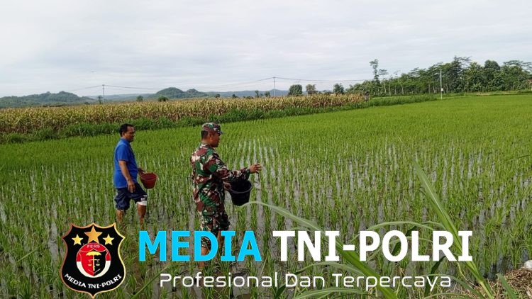 Babinsa Satrean Dampingi Perawatan Tanaman Padi, Wujudkan Ketahanan Pangan Masyarakat