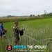 Babinsa Satrean Dampingi Perawatan Tanaman Padi, Wujudkan Ketahanan Pangan Masyarakat