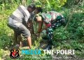 Hari ini Koramil 03 Serengan & Warga RT 01/09 Serengan Panen Raya Pisang dan Singkong