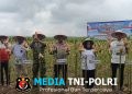 Polres Mesuji Gelar Panen Raya Jagung Serentak, di Desa Berasan Makmur