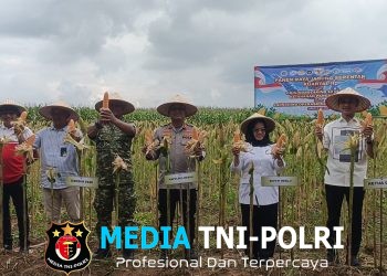 Polres Mesuji Gelar Panen Raya Jagung Serentak, di Desa Berasan Makmur